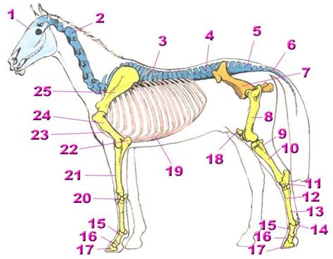 Le Squelette De Cheval Et Du Poney Equideworld