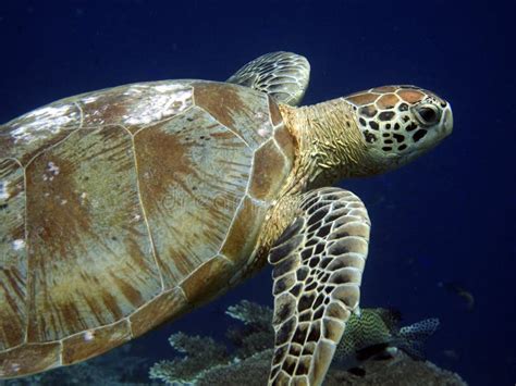 Sea Turtle Glides Over A Beautiful Coral Reef Stock Image Image Of