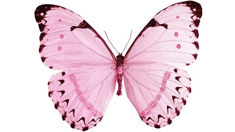 Free Photo Pink Butterfly Butterfly Design Fly Free Download