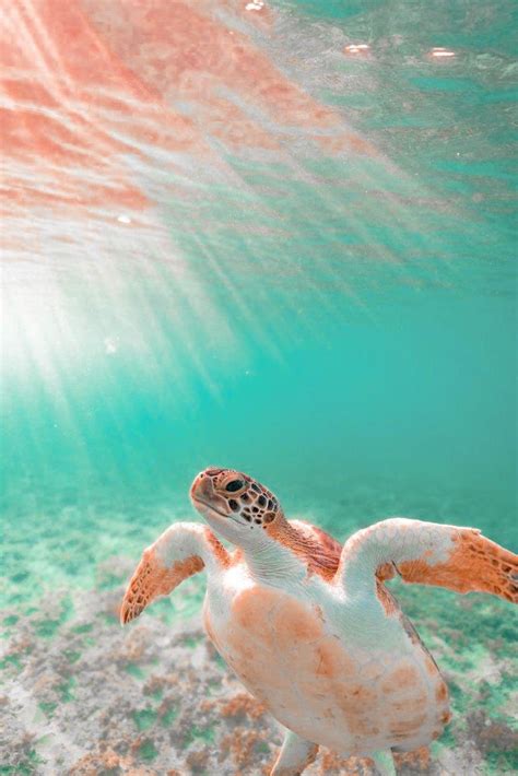 Aesthetic Turtle Wallpapers Top Free Aesthetic Turtle Backgrounds