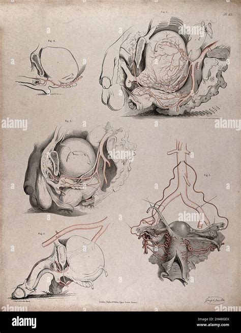 The Circulatory System Dissections Of The Male Reproductive System