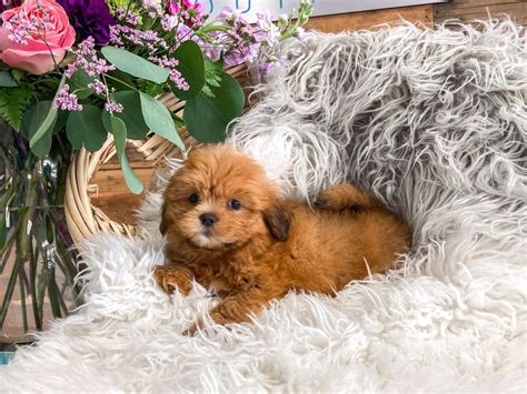 Lhasa Apso Dog Female Red 2818815 The Barking Boutique