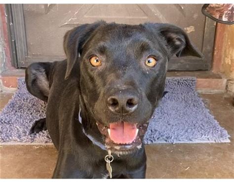 Tucson Az Labrador Retriever Meet Kaleb A Pet For Adoption