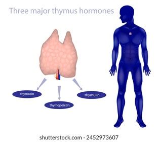 Three Major Thymus Hormones Thymosin Thymopoietin Stock Vector Royalty