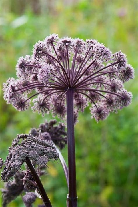 Angelica Herb Giant Pumpkin Seeds Walkway Landscaping Garden Flower