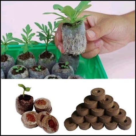 Ready Stockpeat Pellets Seed Starting Plug Pallet Seedling Soil