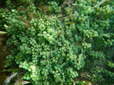 Caulerpa Racemosa Green Grape Algae Orangejoshuas Flickr