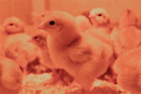 Baby Peeps Arrived Downeast Thunder Farm