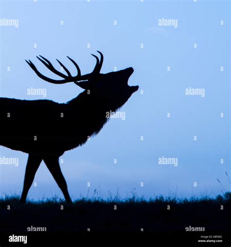 Silhouette Of Stag Roaring Stock Photos And Silhouette Of Stag Roaring