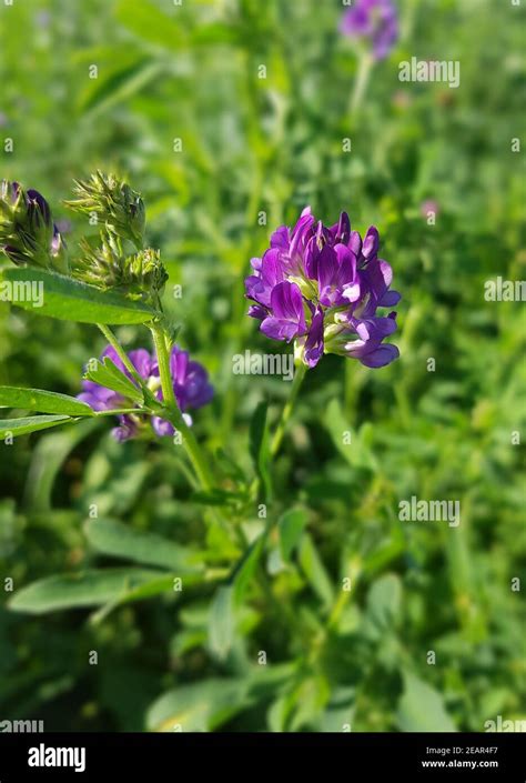 Luzerne Medicago Sativa Saat Luzerne Stock Photo Alamy