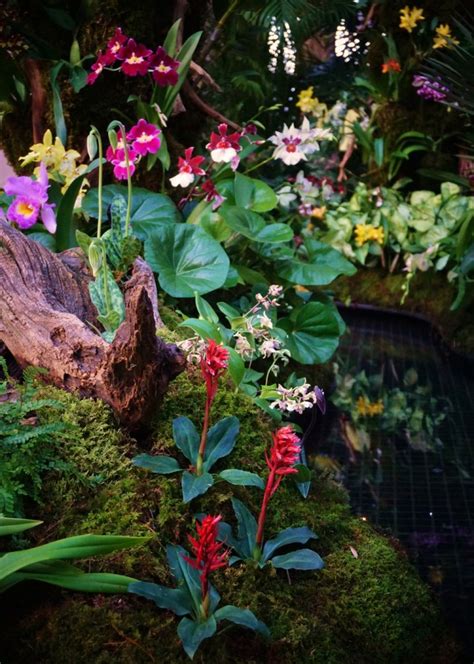A Gardener’s Tour of Orchid Extravaganza | Longwood Gardens