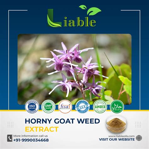 Horny Goat Weed Extract Powder At Rs 950 Kg Horny Goat Weed Extract