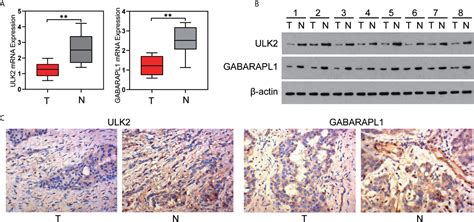 Frontiers Analysis Of Autophagy Related Signatures Identified Two