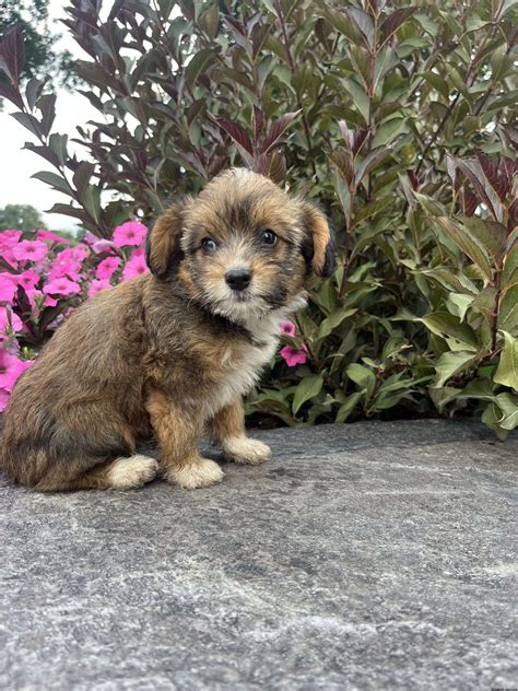 Jade - Welsh Corgi Mix Puppy For Sale in Pennsylvania