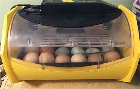 Why Egg Turning During Incubation Is So Important And What The Science