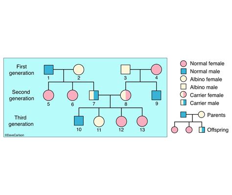 Genetics - Albinism | | Carlson Stock Art