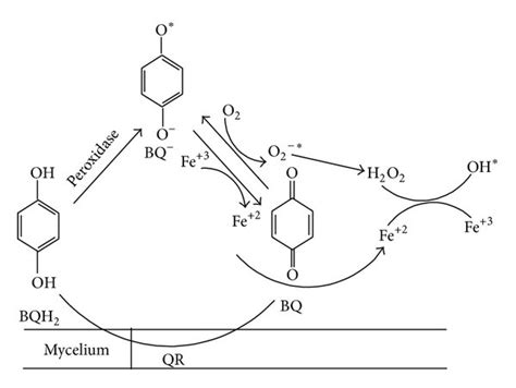 Reaction scheme involved in the production of hydroxyl radical by white ...