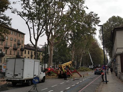 Al Via Il Cantiere Di Potatura Dellalberata Di Corso Regina Margherita