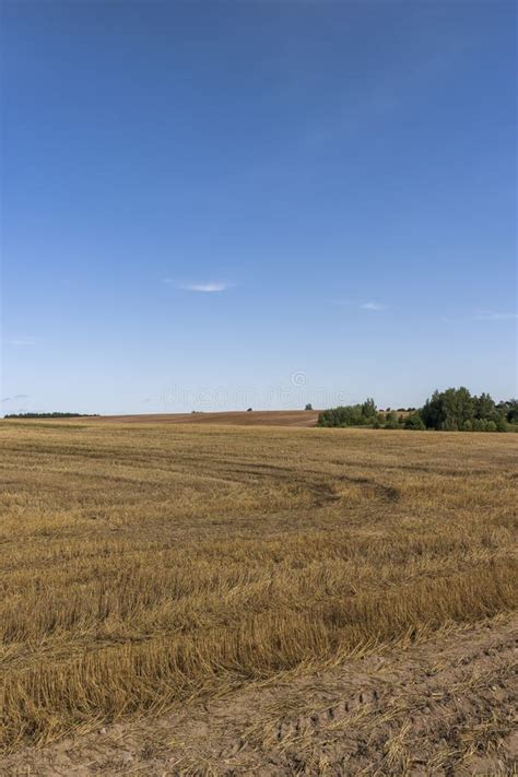 Stubble And Straw After The Wheat Harvest Stock Photo Image Of Season