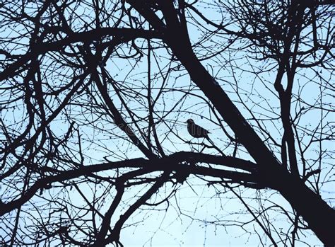 Naked Tree With Lone Bird At Winter Morning Stock Image Image Of Wood Forest 297853469