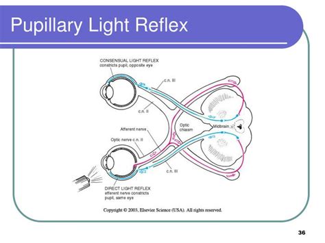 Ppt Assessment Eyes And Ears Powerpoint Presentation Id3642525