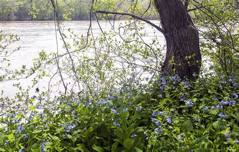 Bluebells At Riverbend Park Great Falls Virginia Stephen Hung Photography