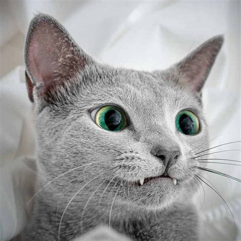 Meet Two Russian Blue Cats With The Most Mesmerizing Eyes - We Love ...