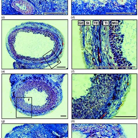 Histology Of An Adult Tammar Wallaby Ovary After 48 H Cold Storage A Download Scientific