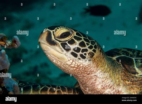 The Hawksbill Sea Turtle Eretmochelys Imbricata Stock Photo Alamy