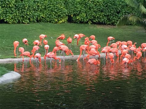 Complete Guide To Flamingo Species And Geographic Distributionhabitats