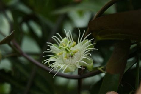 Passiflora Trifasciata Three Banded Passion Flower Tri Coloured Passionfruit Plant Lust