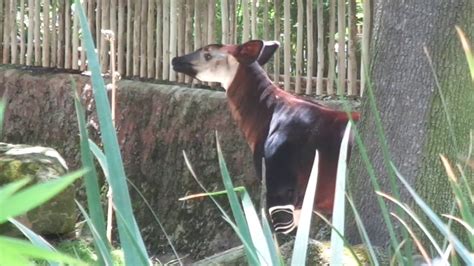 Okapi オカピー Los Angeles Zoo Youtube