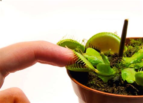 11 Fun Facts About Venus Flytraps Venus Flytraps