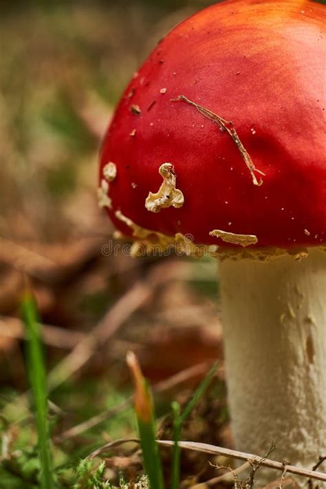 Closeup Of Amanita Muscaria Spore Prints Stock Image - Image of biological, reproduction: 101658079