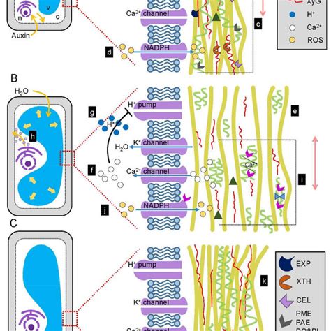 The Role Of Auxin In Cell Wall Expansion Isodiametric Plant Cell Download Scientific Diagram