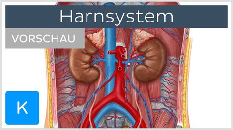 Harnsystem Aufbau Und Funktion Vorschau Kenhub Youtube