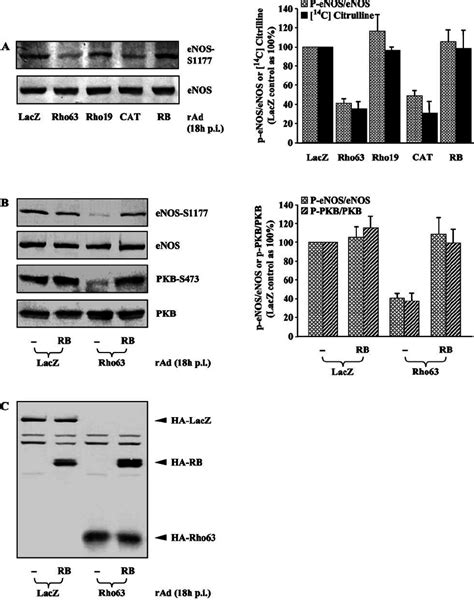 Rho Inhibits Phosphorylation Of Pkb And Enos In Parallel Via Its Download Scientific Diagram