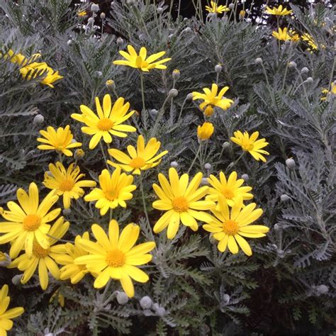 Euryops Pectinatus Silver Star Grey Leaved Euryops Silver Star Uploaded By Seasidegirl