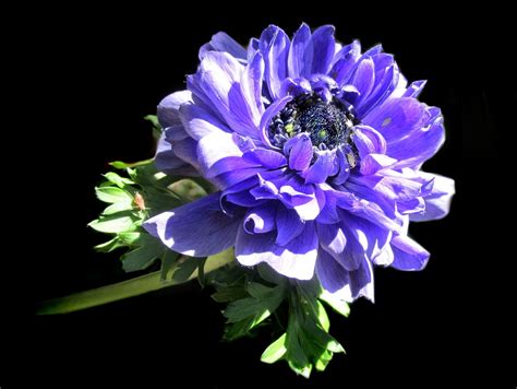 Purple Anemone Flower - Free photo on Pixabay