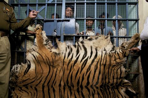 Animal Poaching Tigers