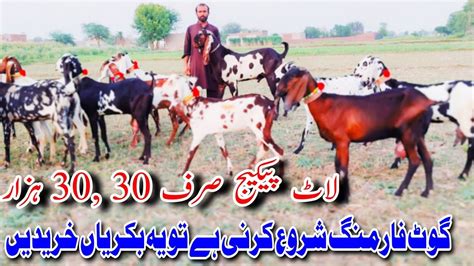 Goats Farming Frast Bhai Ki Cheap Rate Main Bachon Wali Or Gabhan