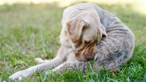 Why Is My Dogs Skin Turning Black 7 Hyperpigmentation Causes In Dogs