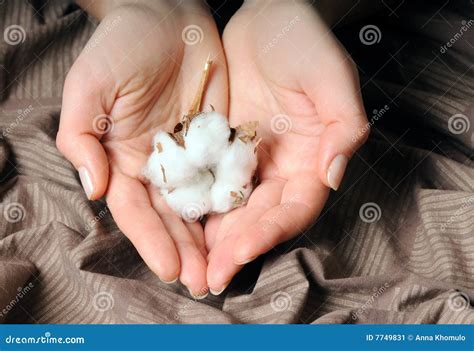 Hands With Cotton Stock Image Image Of Soft Close Macro 7749831