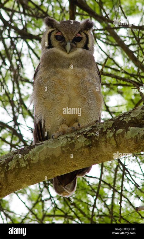 A Verreauxs Eagle Owl Perched In A Tree Tarangire National Park