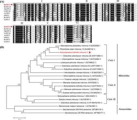 A Sequence Alignment Of Bdmv3 Rdrp Motifs With Those Of Selected