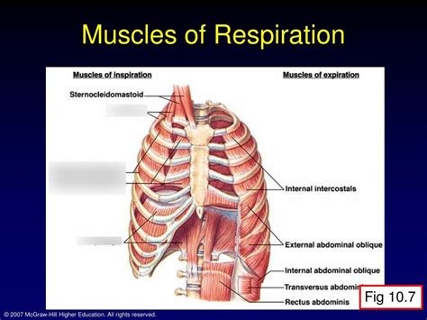 Muscles Of Respiration Diagram Quizlet