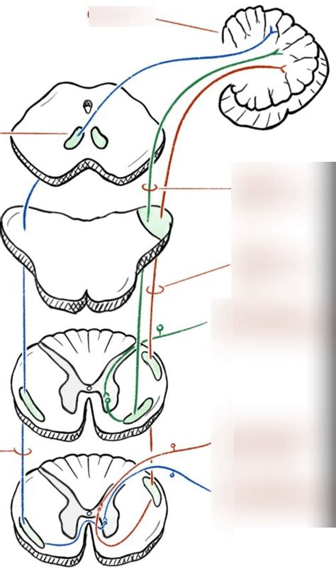 Spinocerebellar Tract Diagram Quizlet