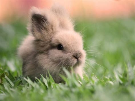 Tratar Dos Animais Da Quinta Bunnies Animais Bonitos Fluffy Bunny