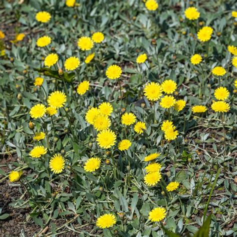 Hieracium Pilosella Flother Staudenkulturen