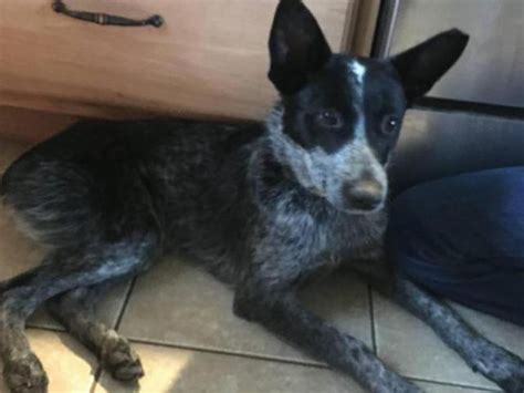 blue heeler puppies for sale Klamath Falls - Puppies for Sale Near Me